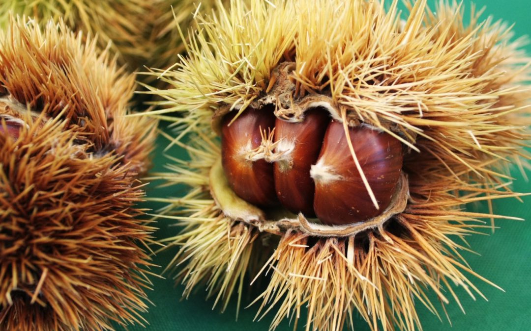 La castaña en la Sierra de Huelva