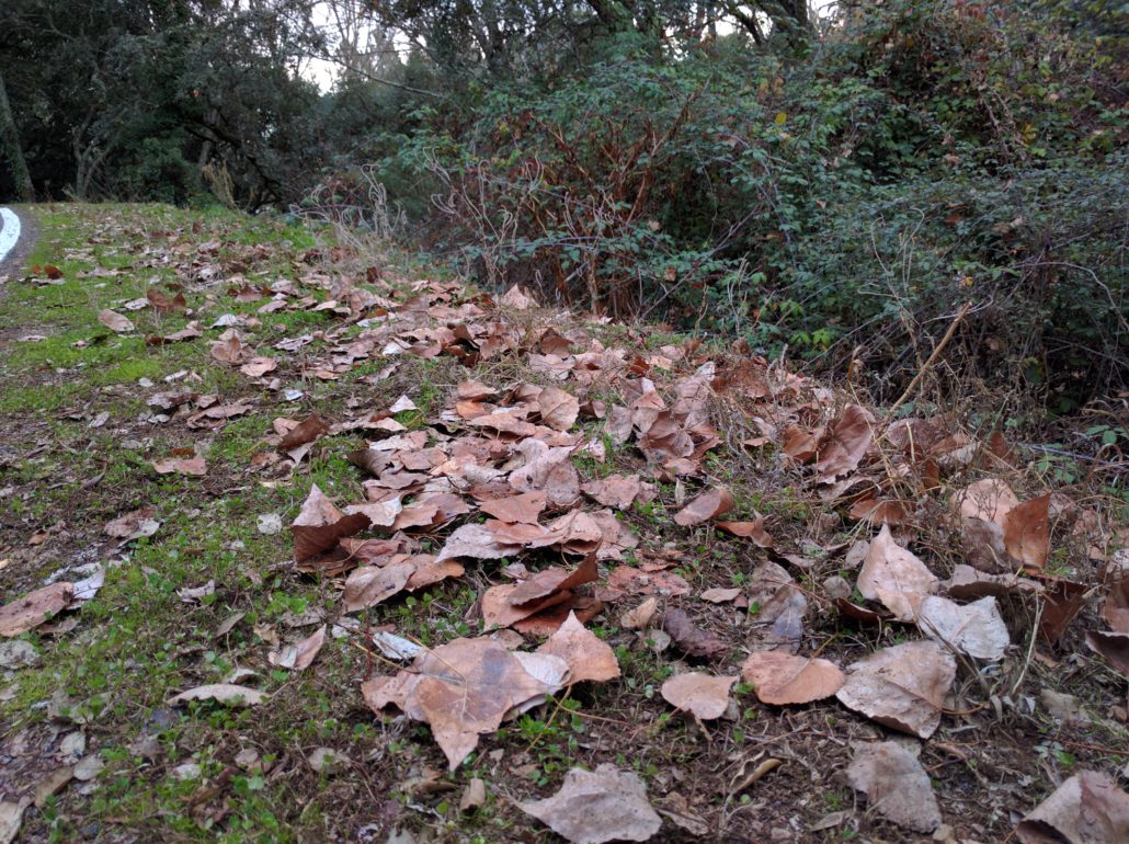 Historia de Galaroza