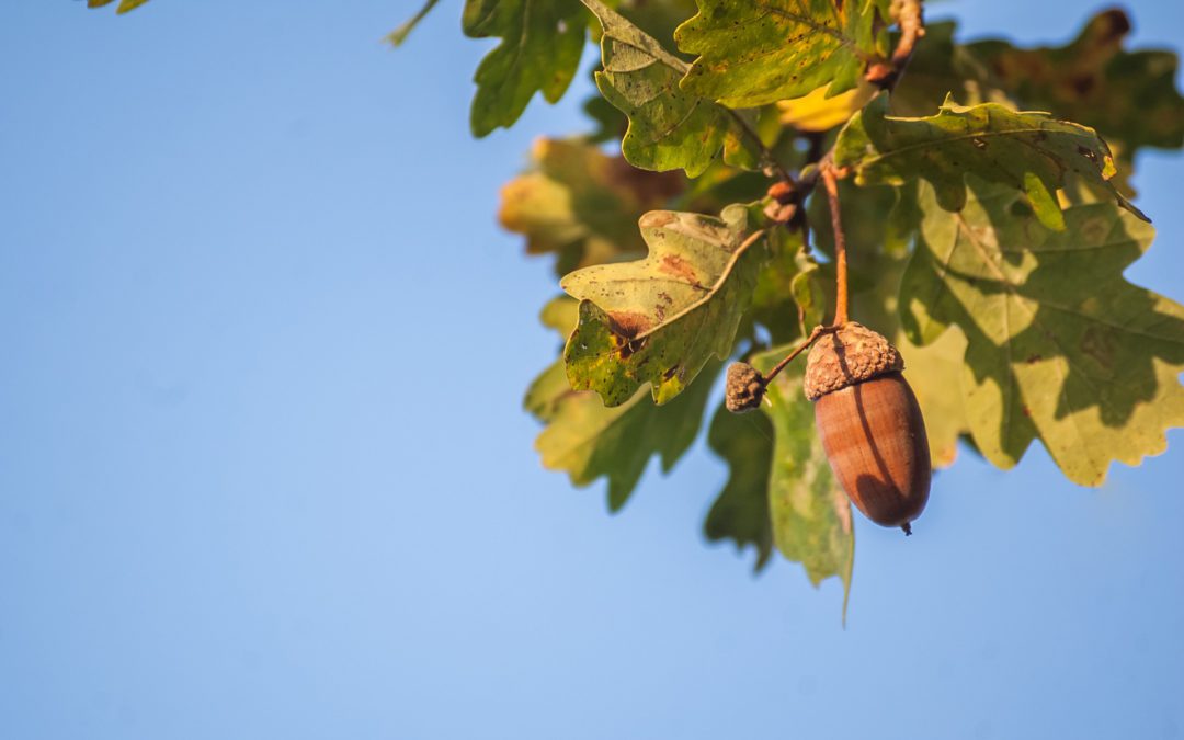 Fauna y flora en el Parque Natural Sierra de Aracena y Picos de Aroche