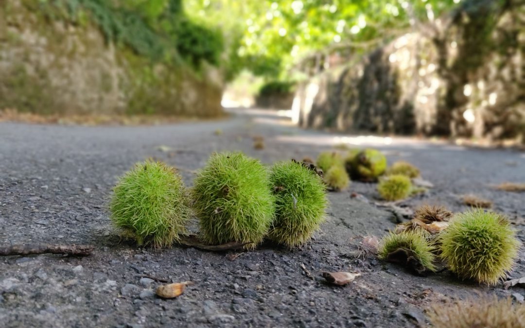 La castaña en la Sierra de Huelva