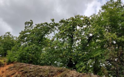Siente el otoño en la Sierra de Aracena